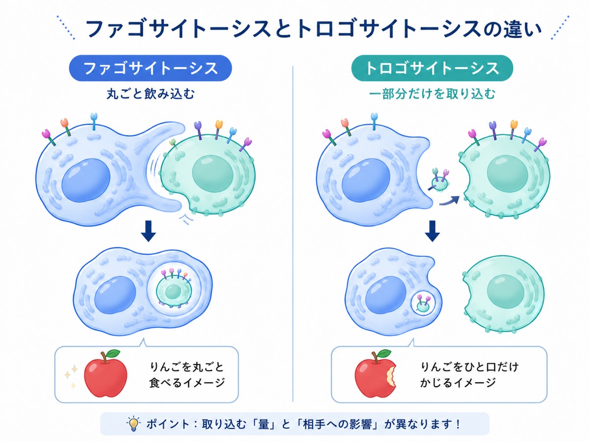 ファゴサイトーシスとトロゴサイトーシスの違い。丸ごと飲み込む「りんごを丸ごと食べるイメージ」に対し、一部分だけを取り込む「りんごをひと口だけかじるイメージ」