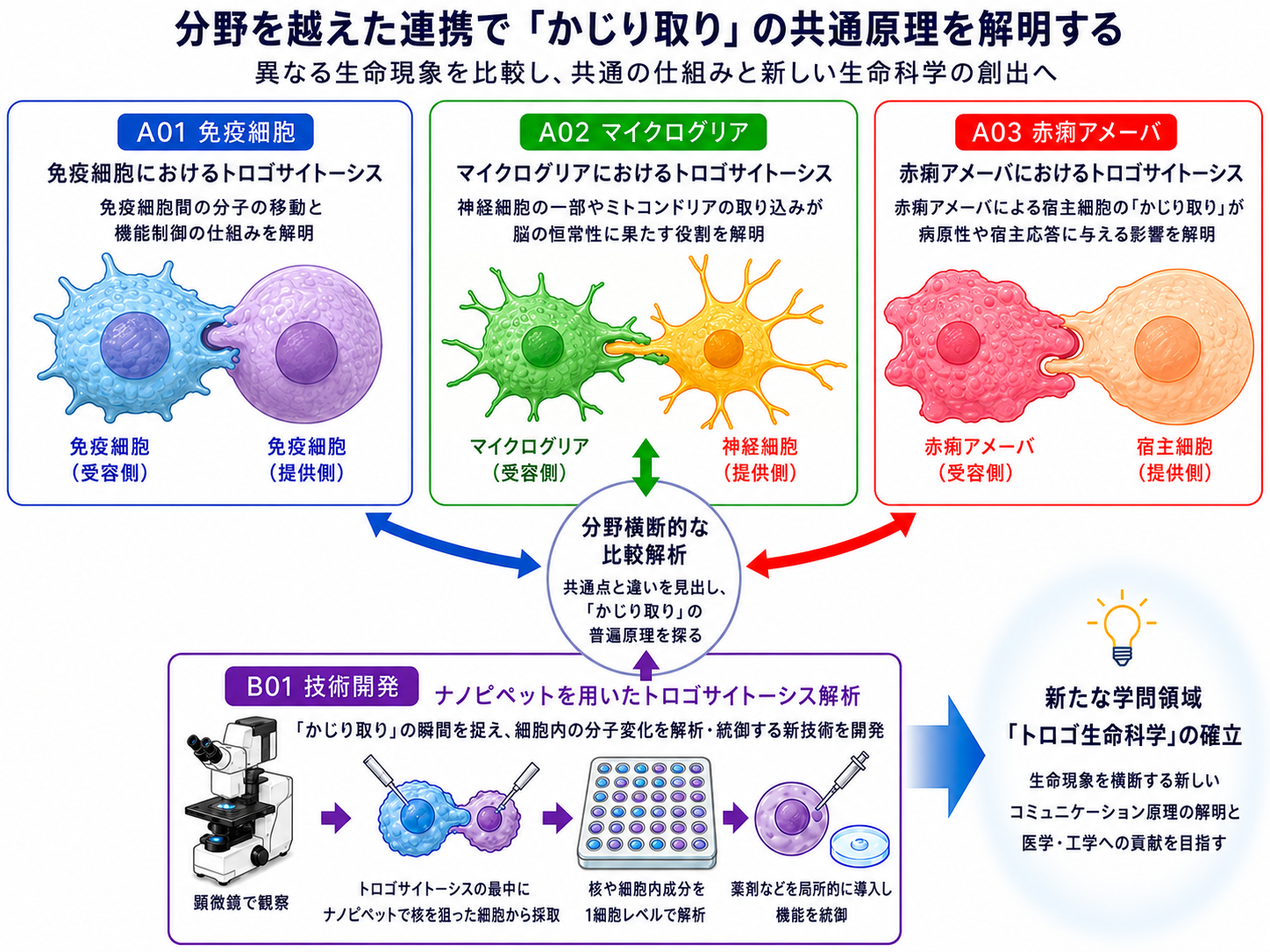 研究体制図。A01 免疫細胞、A02 マイクログリア、A03 赤痢アメーバの3班が分野横断的な比較解析でつながり、B01 技術開発が共通基盤技術を提供して、新たな学問領域「トロゴ生命科学」の確立を目指す